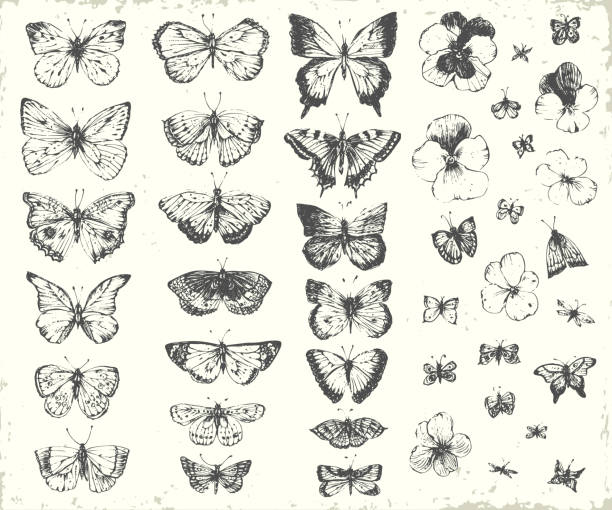 ilustrações de stock, clip art, desenhos animados e ícones de hand drawn line art insects and flowers set. - summer backgrounds line art butterfly