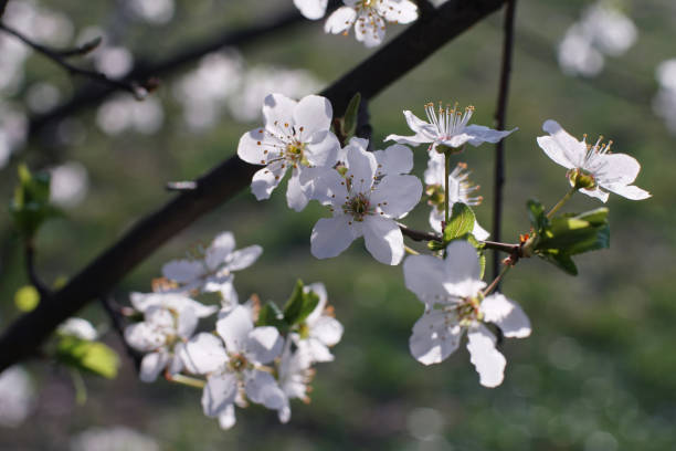 Blooming Plum tree branches covered with white flowers - closeup stock photo