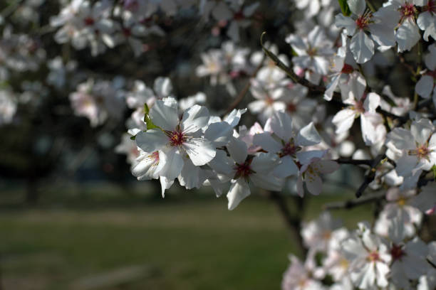 Blooming Plum tree branches covered with white flowers - closeup stock photo