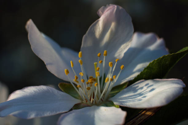 Extreme Close up of plum spring blossom on tree branch stock photo