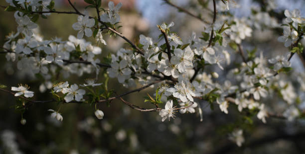 Blooming Plum tree branches covered with white flowers - closeup stock photo