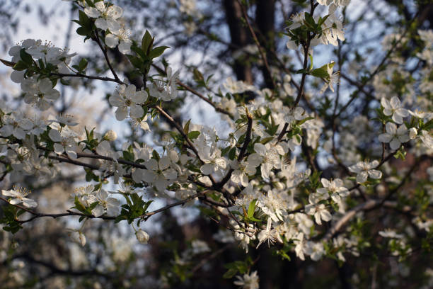 Blooming Plum tree branches covered with white flowers - closeup stock photo