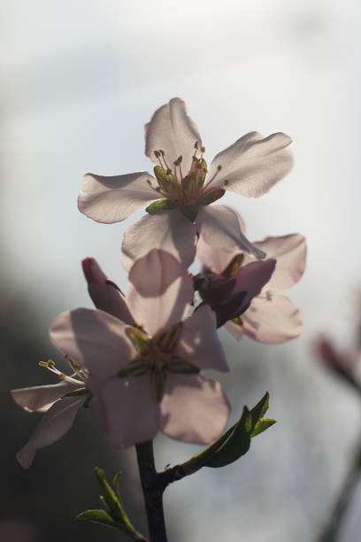 Close up of plum spring blossoms on tree branch stock photo