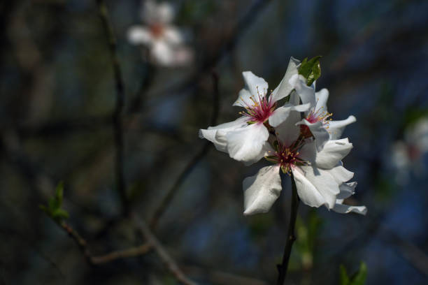 Close up of plum spring blossoms on tree branch stock photo
