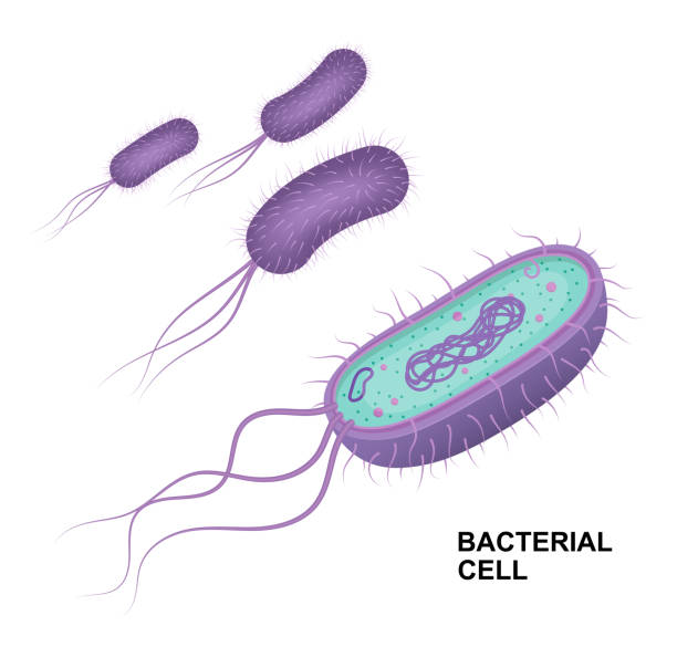 白い背景上に分離されたベクター細菌細胞の解剖学。教育イラスト。 - prokaryotic cell点のイラスト素材／クリップアート素材／マンガ素材／アイコン素材