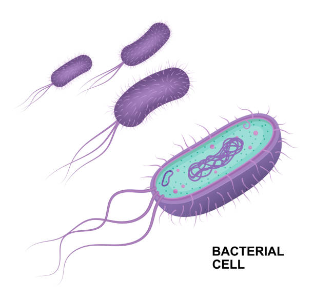 벡터 세균성 세포 해부학 흰색 배경에 격리. 교육 일러스트레이션. - bacterium stock illustrations