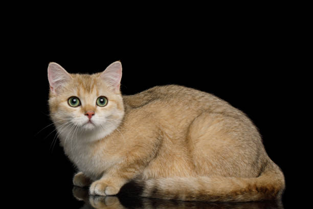istock British Cat with Red Fur on Isolated Black Background 1212529472