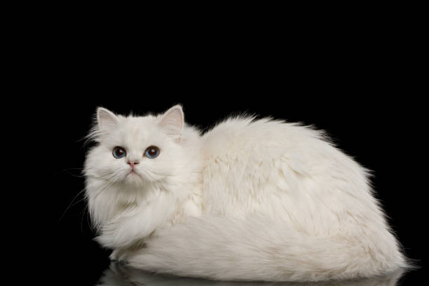 istock Furry British breed Cat white color on Isolated Black Background 1212529473