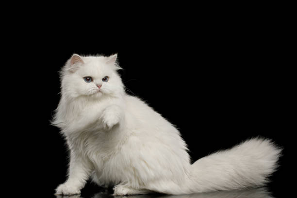 istock Furry British breed Cat white color on Isolated Black Background 1212529482