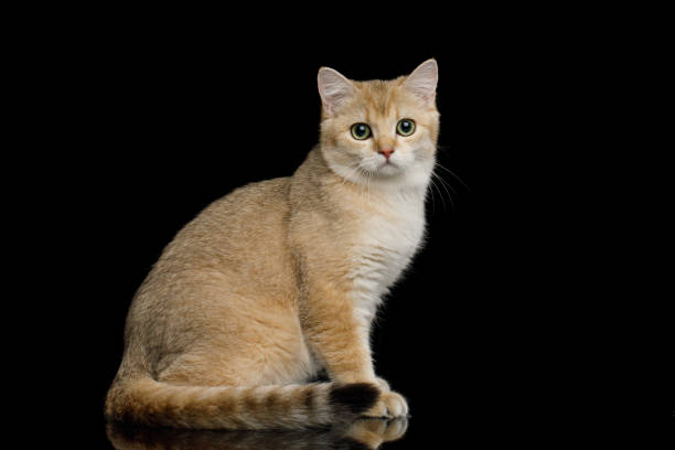 istock British Cat with Red Fur on Isolated Black Background 1212529492
