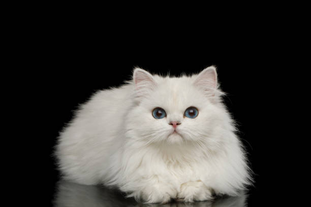 istock Furry British breed Cat white color on Isolated Black Background 1212529496