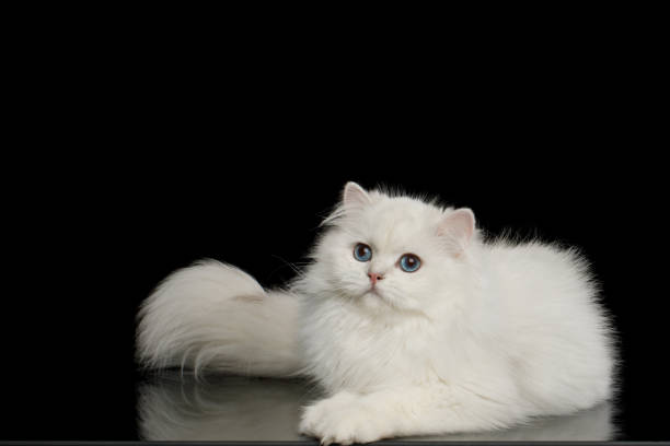 istock Furry British breed Cat white color on Isolated Black Background 1212529506