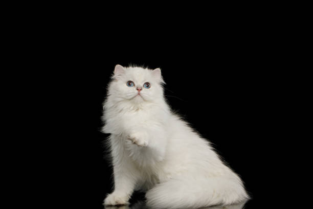 istock Furry British breed Cat white color on Isolated Black Background 1212529512