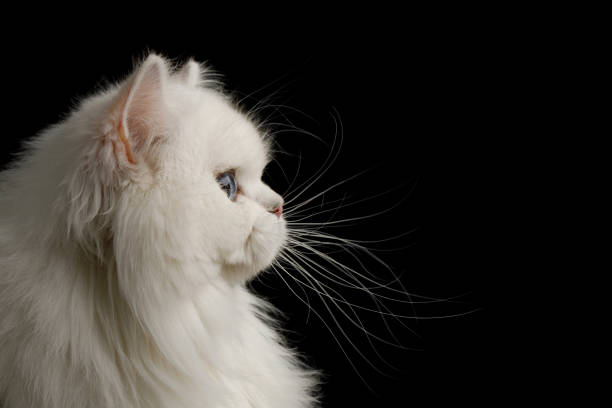 istock Furry British breed Cat white color on Isolated Black Background 1212529518