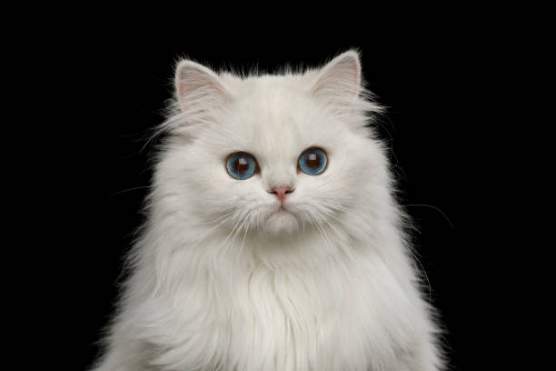 istock Furry British breed Cat white color on Isolated Black Background 1212529519