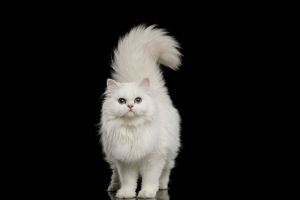 istock Furry British breed Cat white color on Isolated Black Background 1212529525