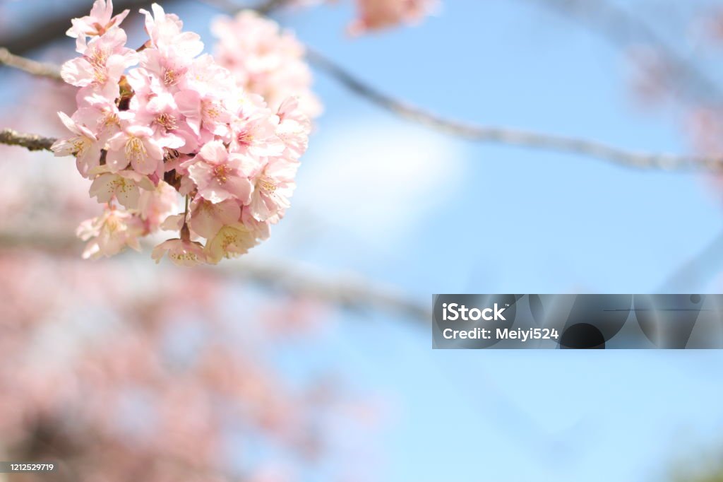 Hermosa Y Linda Flor De Cerezo Rosa Contra El Cielo Azul Kawazu Japón Asia  Foto de stock y más banco de imágenes de Aire libre - iStock