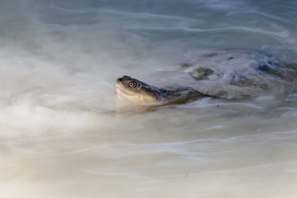 istock turtles head out of water 1212529796