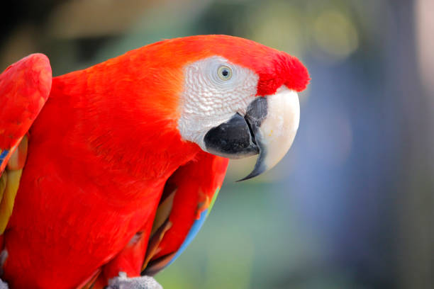 Face and beak of a Scarlet Macaw or red parrot, it is a tropical bird that lives wildly in tropical jungles of the Mayan Riviera of Mexico, it is an animal with great colorful plumage.