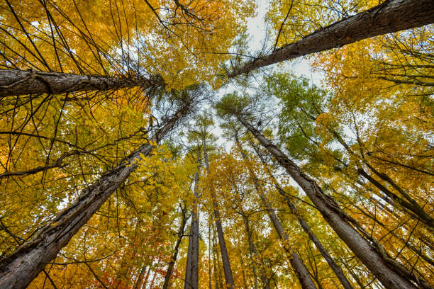 istock Low angle view of autumn trees 1212530643