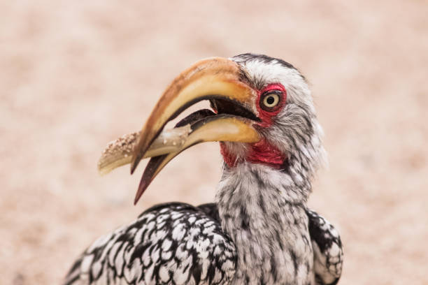 capture of hornbill portrait eating a snack