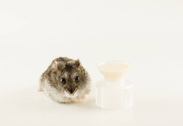 istock little Dzungarian hamster is looking at the tasty kernels 1212532337