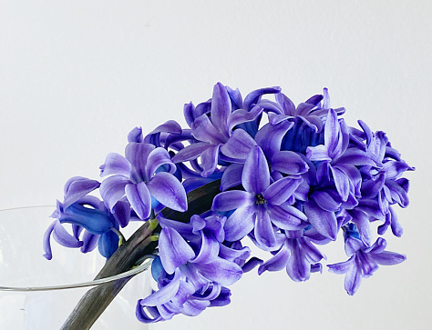 Close-up of a beautiful hyacinth blooming in springtime on a white background.