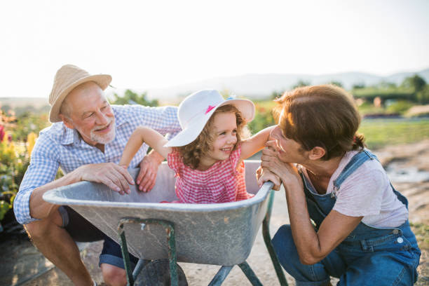 senior grandparents and granddaughter in wheelbarrow, gardening concept. - gardening senior adult action couple imagens e fotografias de stock