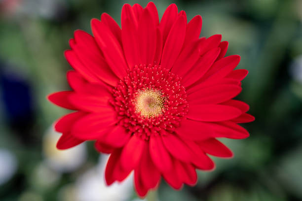 istock Red Gerbera flower closeup view background. 1212536197