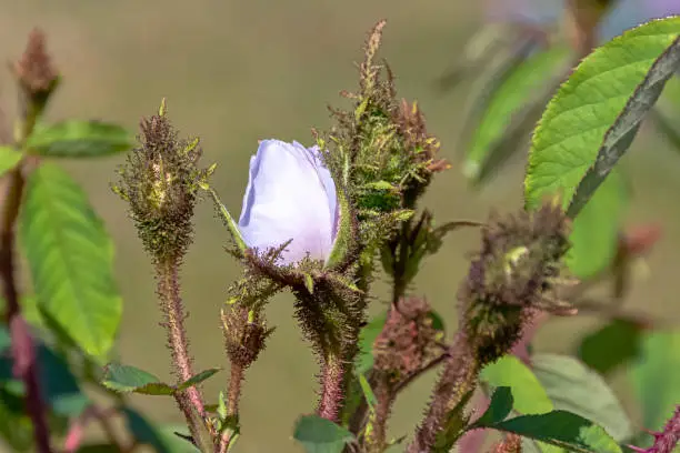 Photo of Rosa centifolia Muscosa Alba known as White, Shailer's White or Clifton Moss, Clifton Rose and White Bath