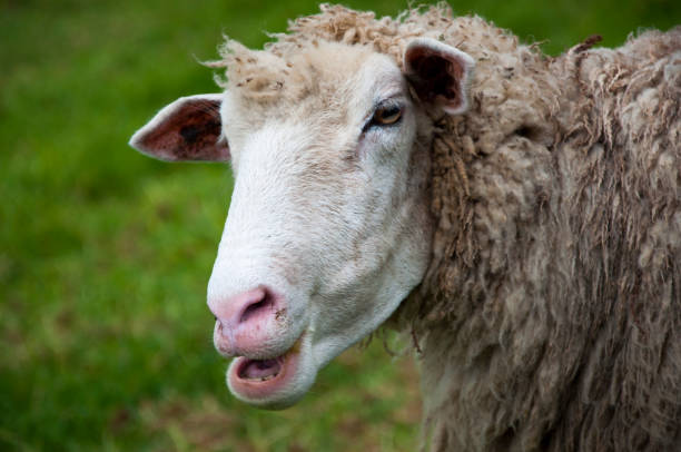istock Taiwan, mountain, farm, pasture, sheep 1212536625