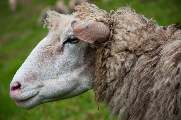 istock Taiwan, mountain, farm, pasture, sheep 1212536748