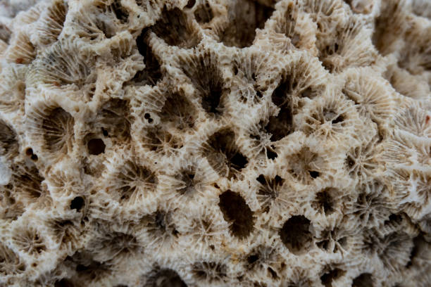 istock White coral texture macro photo. Dry sea coral structure closeup. 1212537521