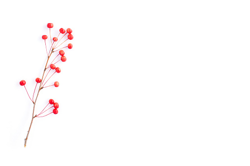 Branch with red berries. An isolated branch with little apples. Flat lay, top view, copy space