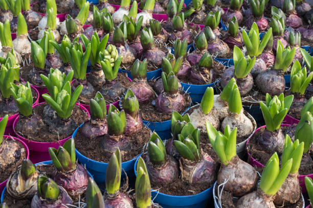 istock Expanding hyacinth bulbs for sale 1212537995