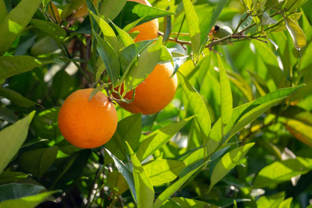 istock Orange garden with closeup on one orange tree branch during sunny day. 1212538647