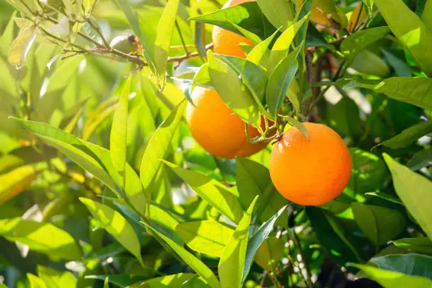 Photo of Orange garden with closeup on one orange tree branch during sunny day.