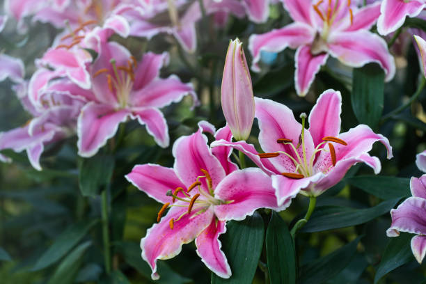 istock Closeup pink lily flower garden 1212540795