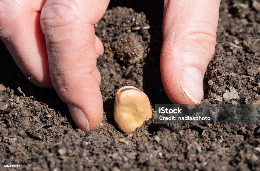 Planting fava beans Farmer is planting fava beans in the early spring. Broad Bean Stock Photo