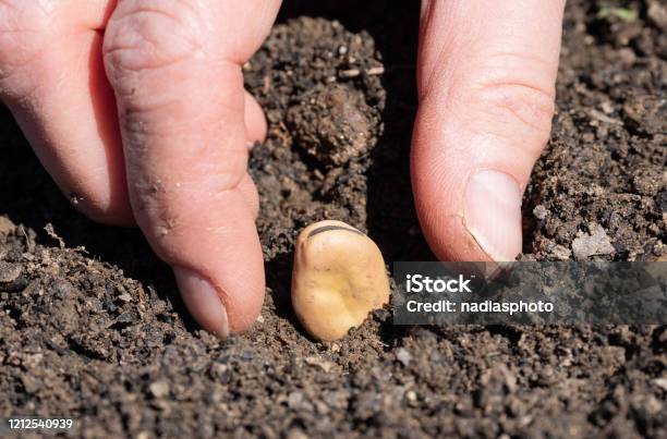 Planting Fava Beans Stock Photo - Download Image Now - Broad Bean, Seed, Active Lifestyle