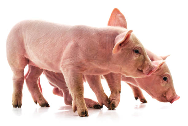 istock Two little pink pigs. 1212541597