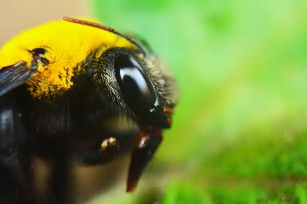 Photo of Head image of a bumble bee