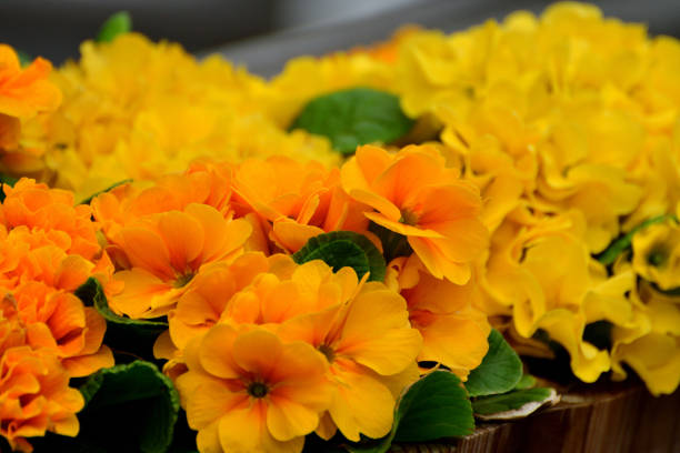 Primula Julian is hybrid of primula polyantha and primula juliae. This popular species in Japan was introduced by repeated crossing of these two species. It is perennial plant, but in Japan it is normally used as annual, because it is difficult for the species to survive the hot summer in the outside. It blooms from November to April and suitable for use in garden beds and borders as well as in containers. The showy flower color ranges from red, red purple, pink, orange, blue, white, yellow to shades in between.