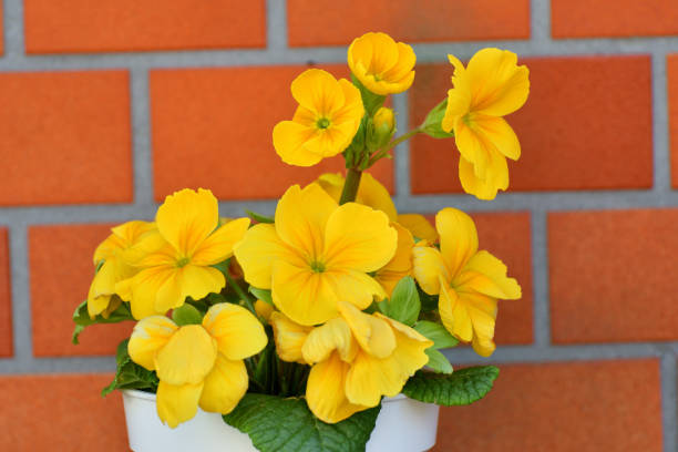Primula Julian is hybrid of primula polyantha and primula juliae. This popular species in Japan was introduced by repeated crossing of these two species. It is perennial plant, but in Japan it is normally used as annual, because it is difficult for the species to survive the hot summer in the outside. It blooms from November to April and suitable for use in garden beds and borders as well as in containers. The showy flower color ranges from red, red purple, pink, orange, blue, white, yellow to shades in between.