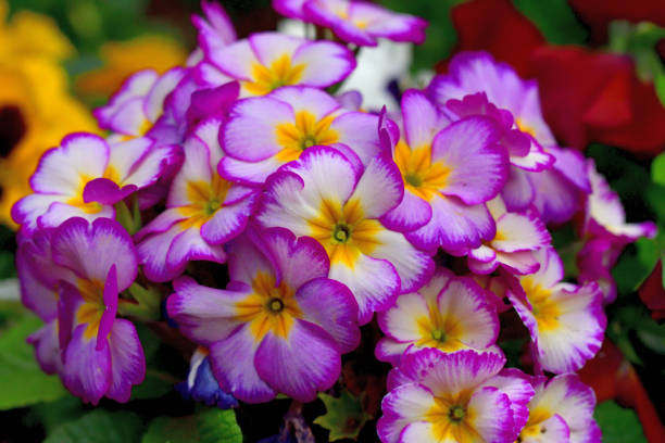 istock Primula julian / Primrose: Bright and Colorful Flowers 1212543162