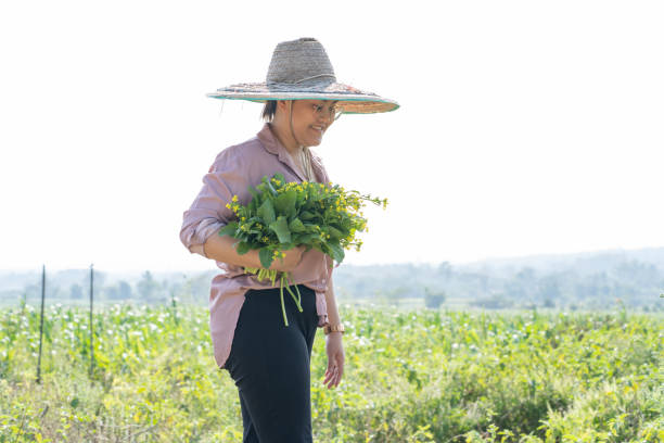 istock Asain women farmer harvesting vegetable 1212543170
