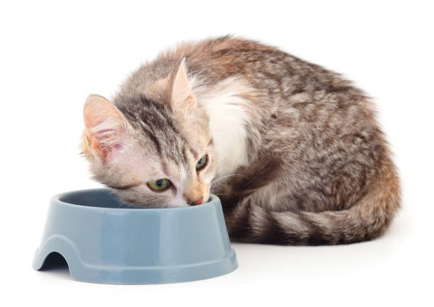 istock One small grey cat eat from a bowl. 1212543302