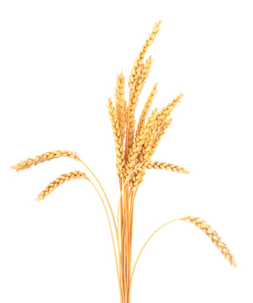 istock Bunch of ripe wheat ears. 1212543314