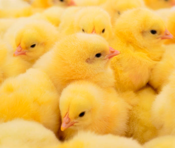 istock Group of little chickens. 1212543323