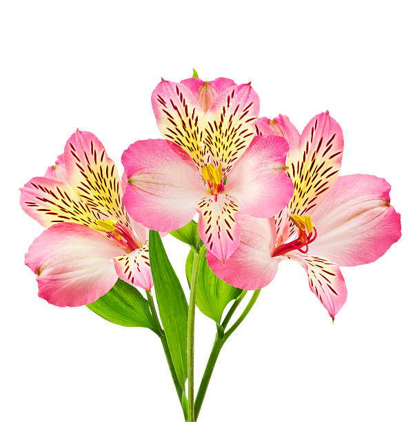 istock Bouquet of pink flowers 121254366